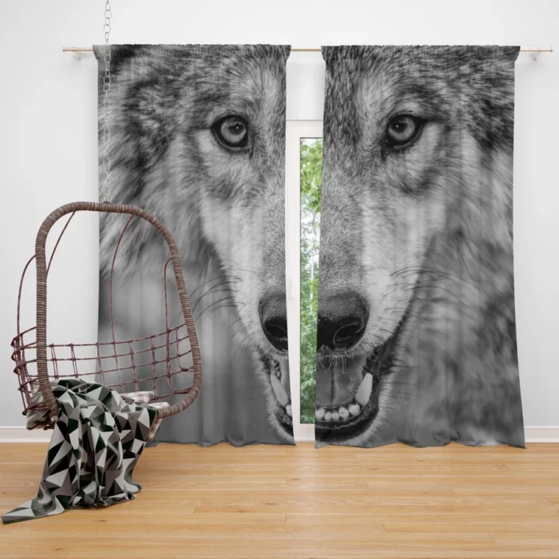 Black & White Wolf Intensity Wilderness Curtain