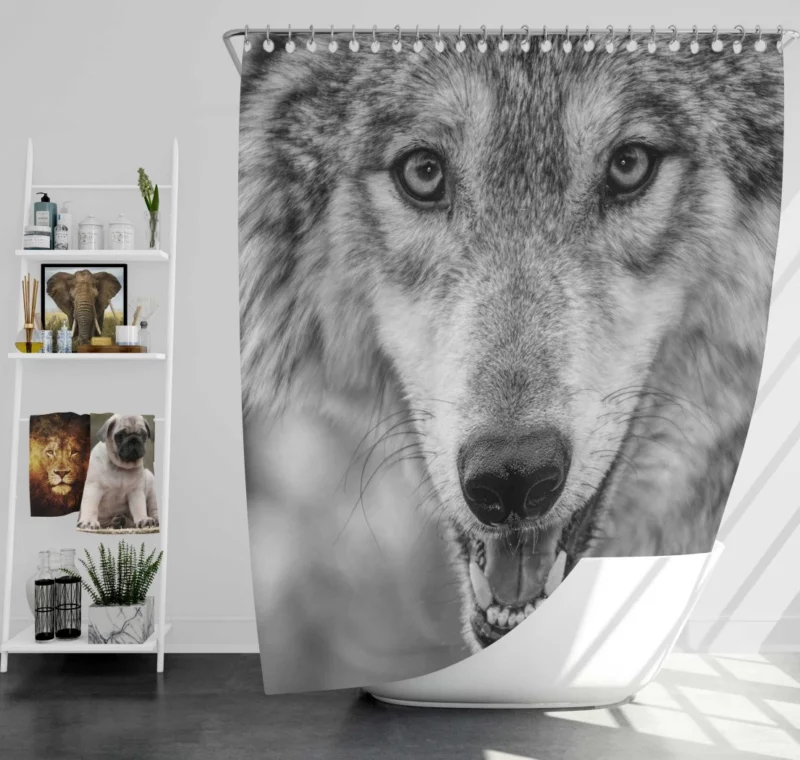 Black & White Wolf Intensity Wilderness Shower Curtain