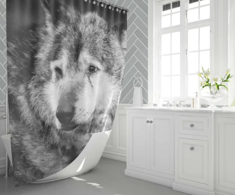 Black & White Wolf Mystic Gaze Shower Curtain 1