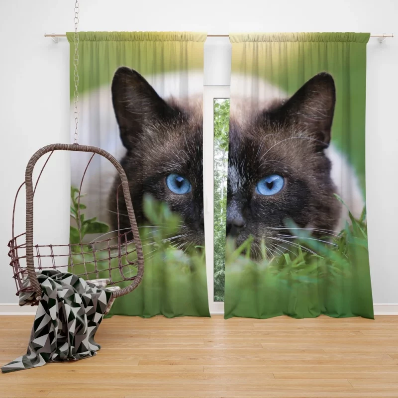 Blue-Eyed Cat Amidst Grass Nature Gaze Curtain