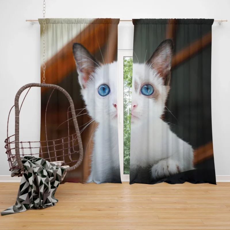 Blue-Eyed Kitten Innocent Wonder Curtain