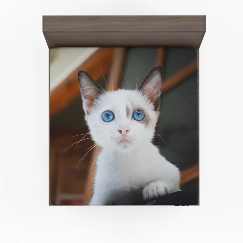 Blue-Eyed Kitten Innocent Wonder Fitted Sheet 1