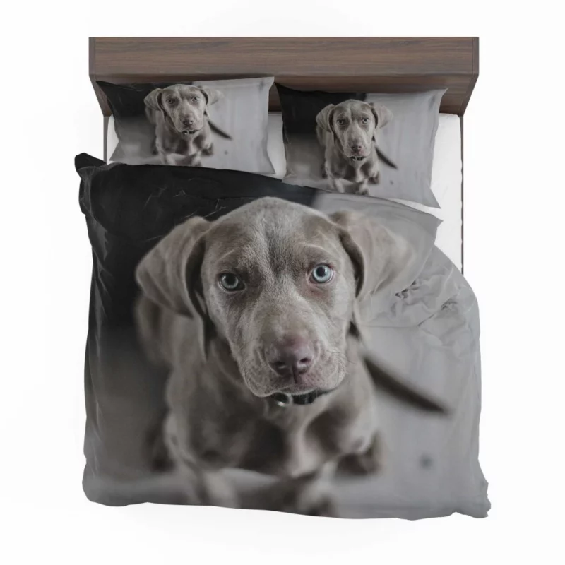 Blue-Eyed Weimaraner Piercing Gaze Bedding Set 1