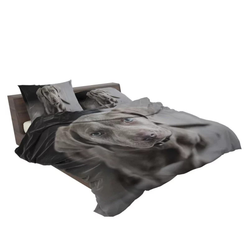 Blue-Eyed Weimaraner Piercing Gaze Bedding Set 2