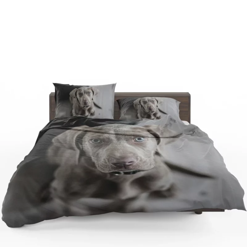 Blue-Eyed Weimaraner Piercing Gaze Bedding Set