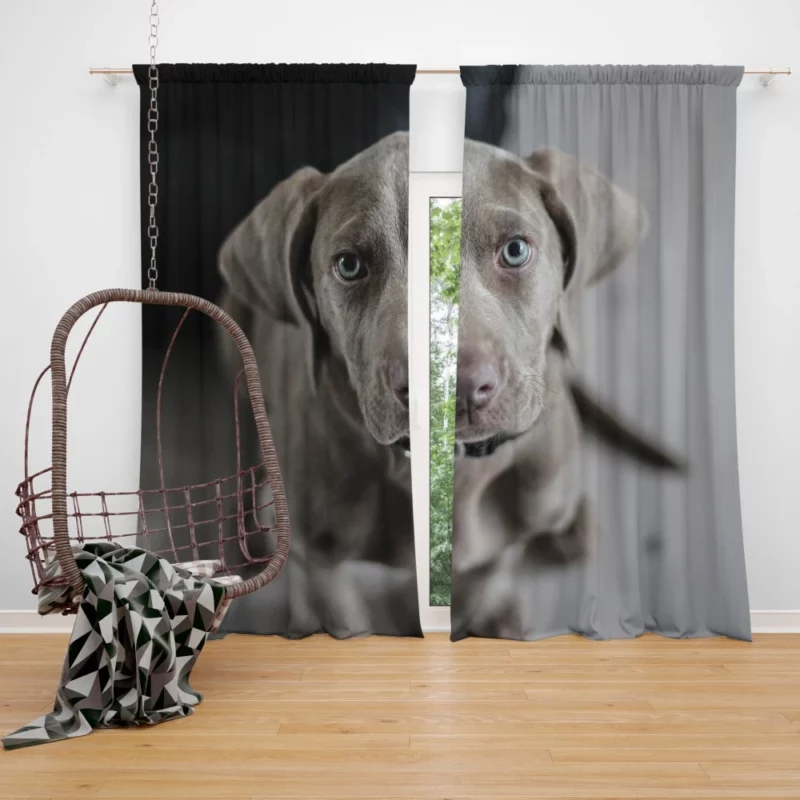 Blue-Eyed Weimaraner Piercing Gaze Curtain