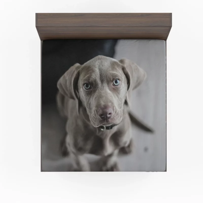 Blue-Eyed Weimaraner Piercing Gaze Fitted Sheet 1