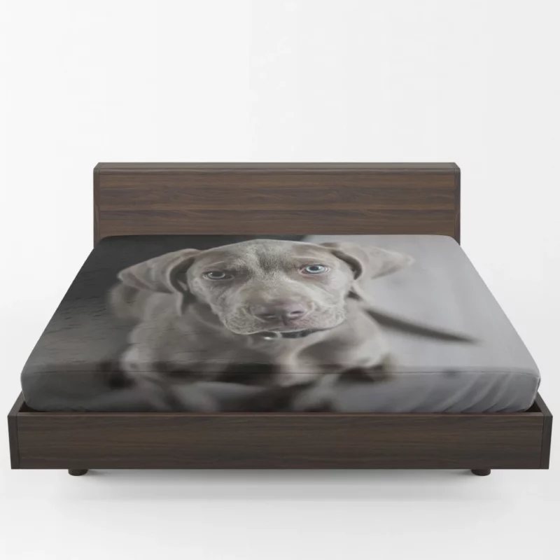 Blue-Eyed Weimaraner Piercing Gaze Fitted Sheet