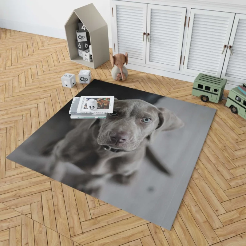 Blue-Eyed Weimaraner Piercing Gaze Rug 1