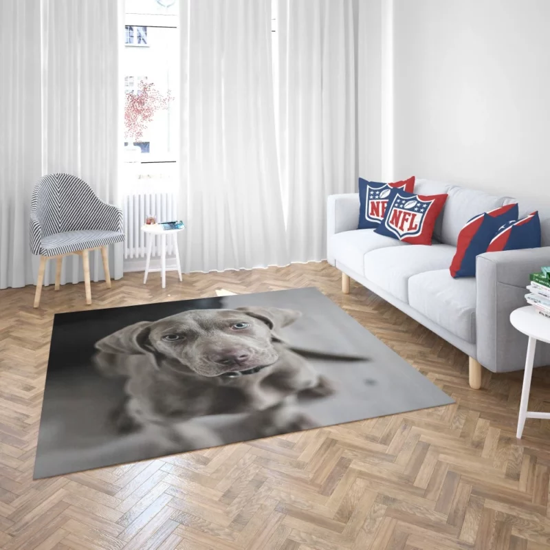 Blue-Eyed Weimaraner Piercing Gaze Rug 2