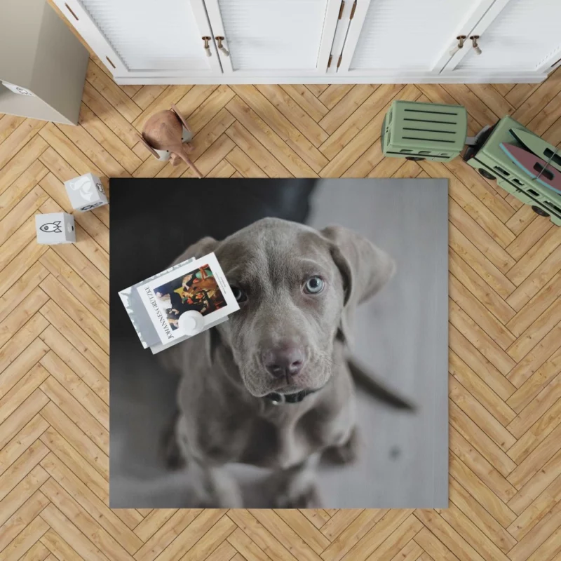 Blue-Eyed Weimaraner Piercing Gaze Rug