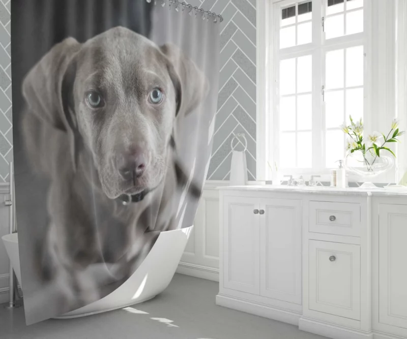 Blue-Eyed Weimaraner Piercing Gaze Shower Curtain 1