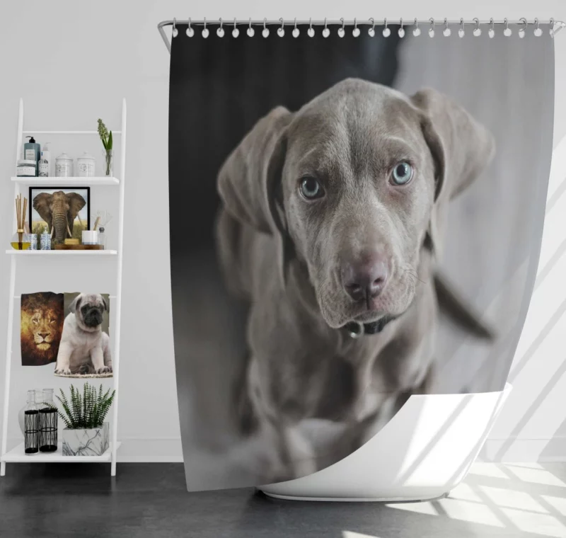 Blue-Eyed Weimaraner Piercing Gaze Shower Curtain