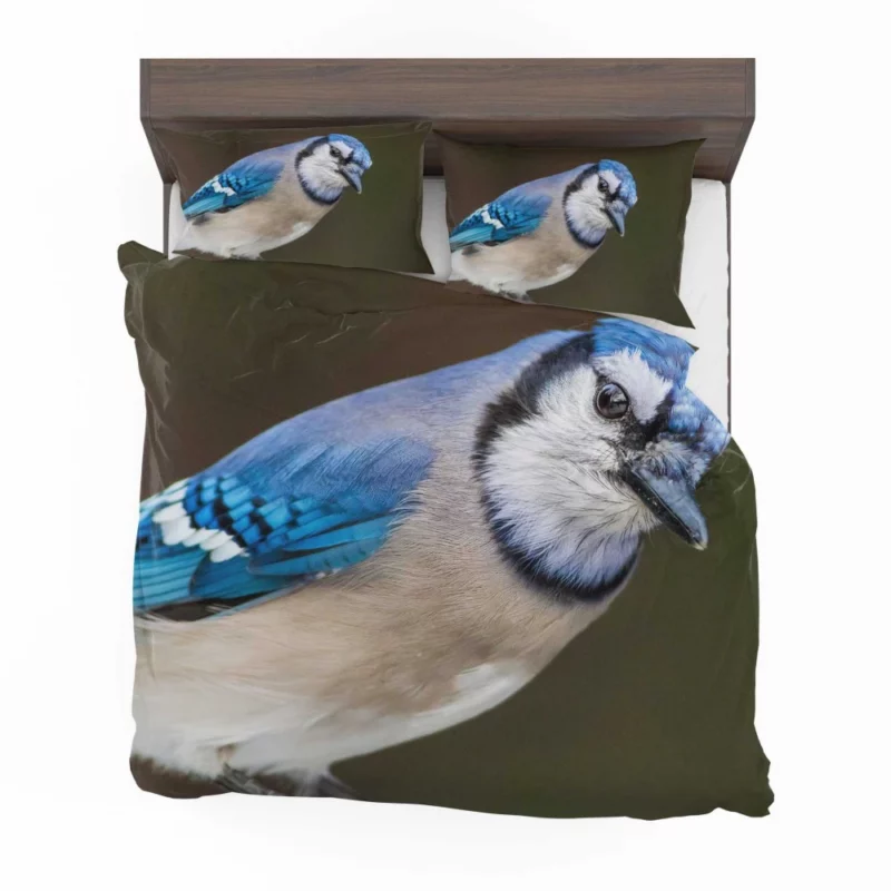 Blue Jay Close-Up Feathered Detail Bedding Set 1