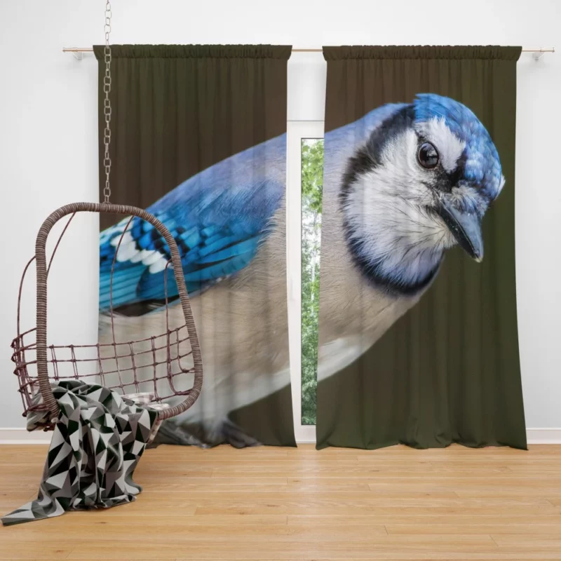 Blue Jay Close-Up Feathered Detail Curtain