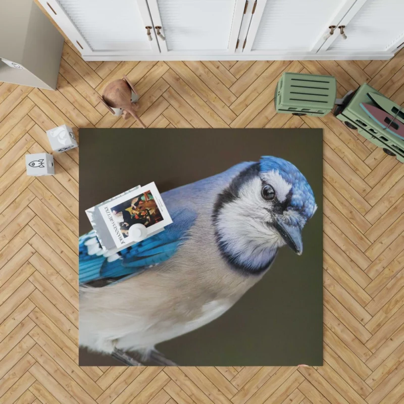 Blue Jay Close-Up Feathered Detail Rug