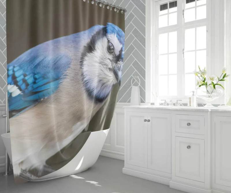 Blue Jay Close-Up Feathered Detail Shower Curtain 1