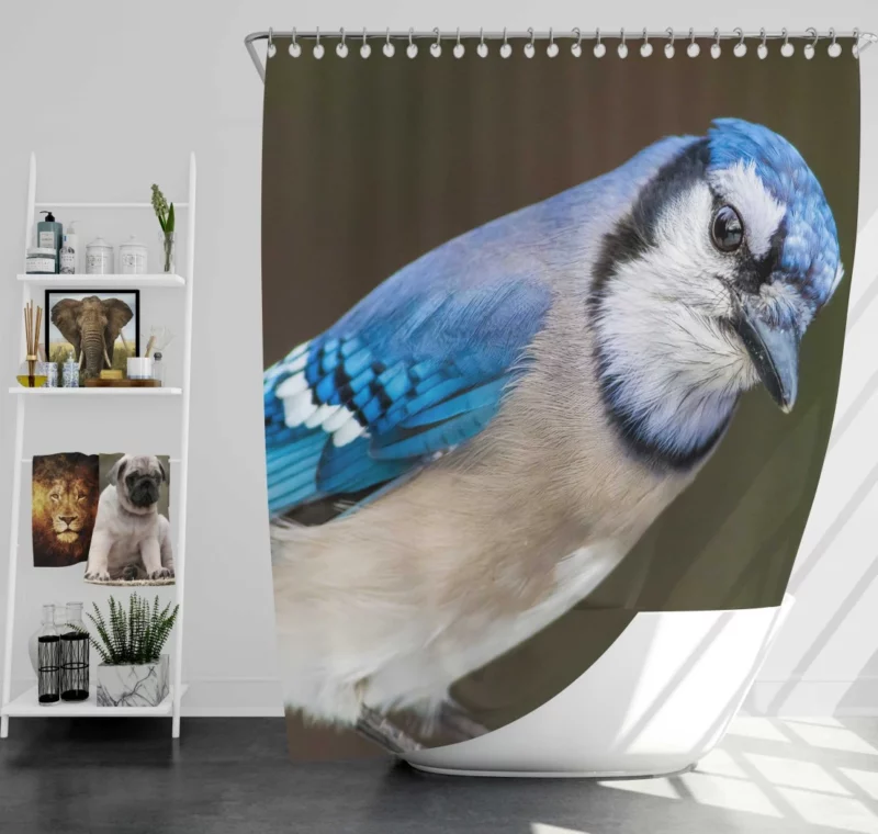 Blue Jay Close-Up Feathered Detail Shower Curtain