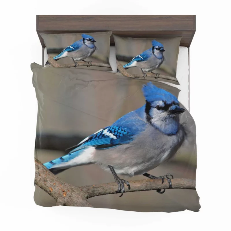 Blue Jay Radiant Charm Vibrant Bird Bedding Set 1