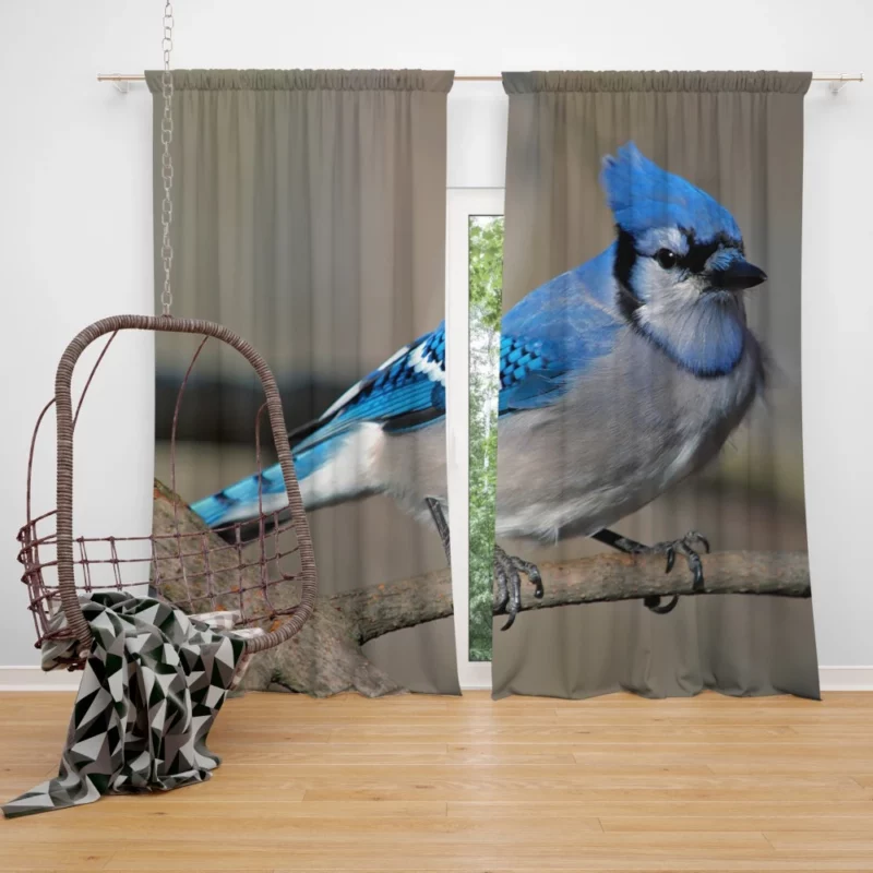 Blue Jay Radiant Charm Vibrant Bird Curtain