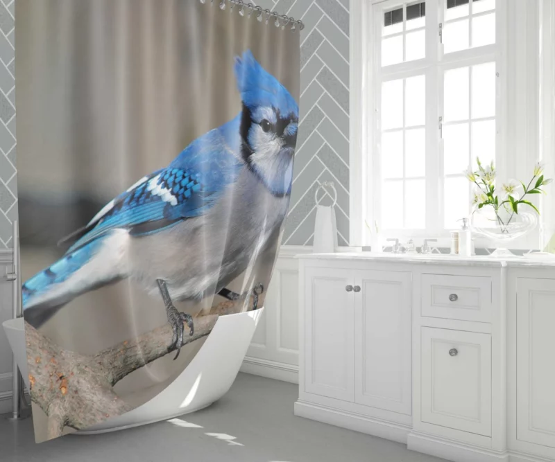 Blue Jay Radiant Charm Vibrant Bird Shower Curtain 1