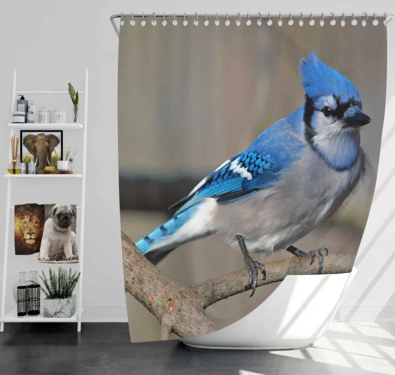 Blue Jay Radiant Charm Vibrant Bird Shower Curtain