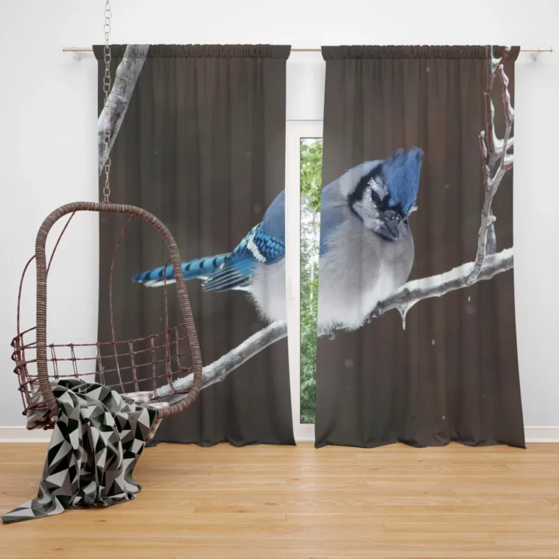 Blue Jay Vibrant Essence Colorful Avian Curtain