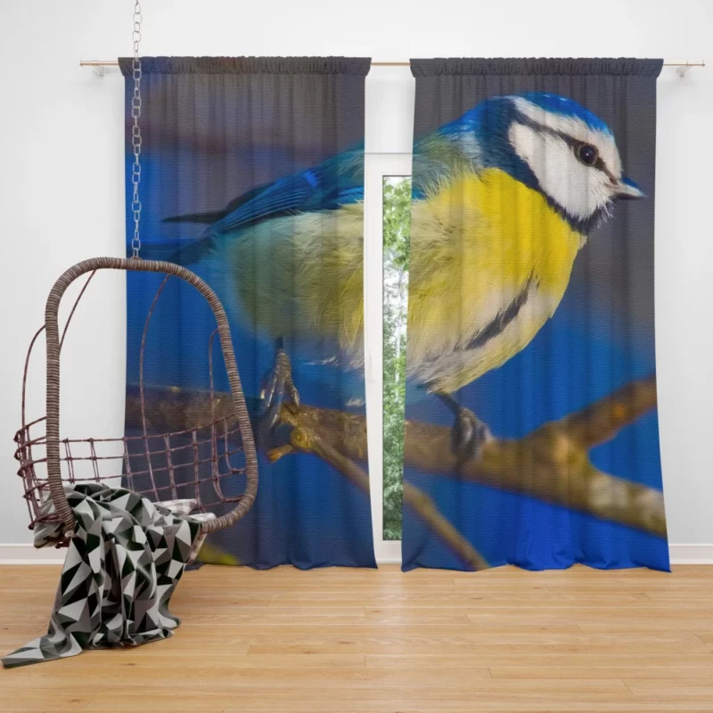 Blue Tit Canvas Print Avian Art Curtain