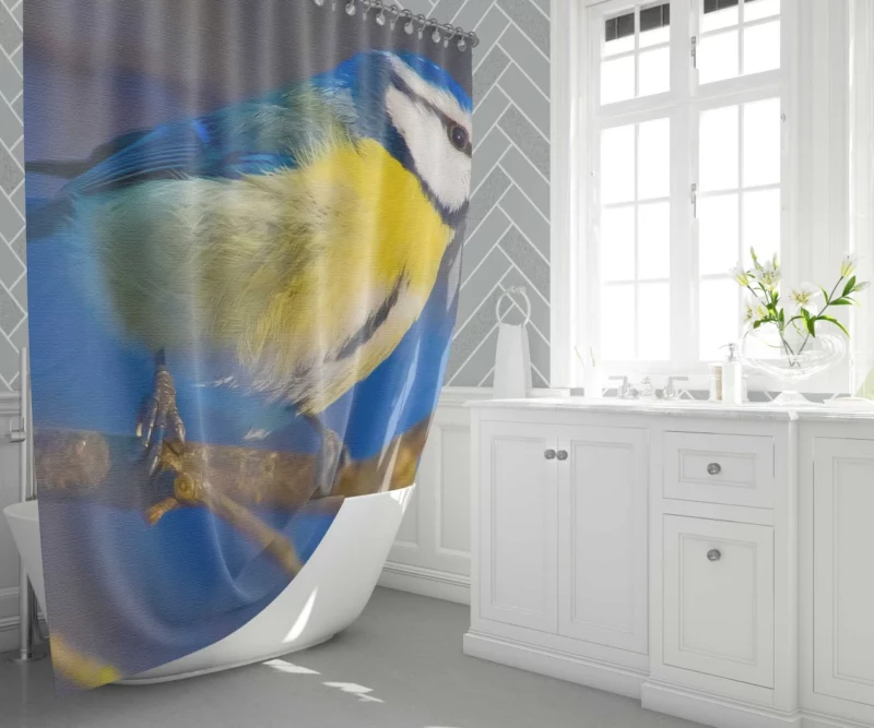 Blue Tit Canvas Print Avian Art Shower Curtain 1