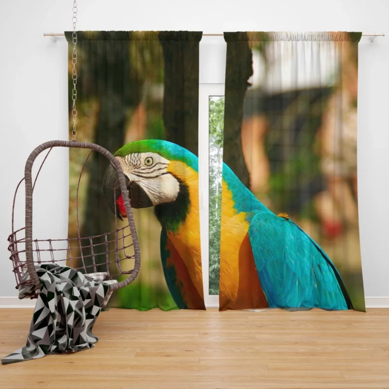 Blue-and-yellow Macaw Close-Up Beauty Curtain