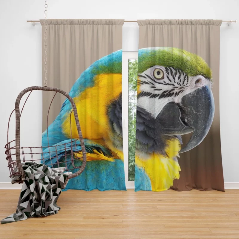 Blue-and-yellow Macaw Close-Up Elegance Curtain