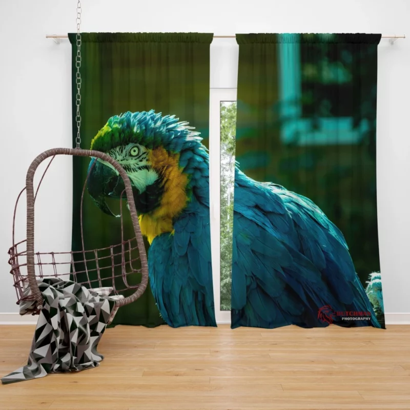 Blue-and-yellow Macaw Vibrant Portrait Parrot Elegance Curtain