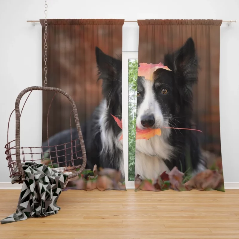 Border Collie Amidst Autumn Leaves Curtain