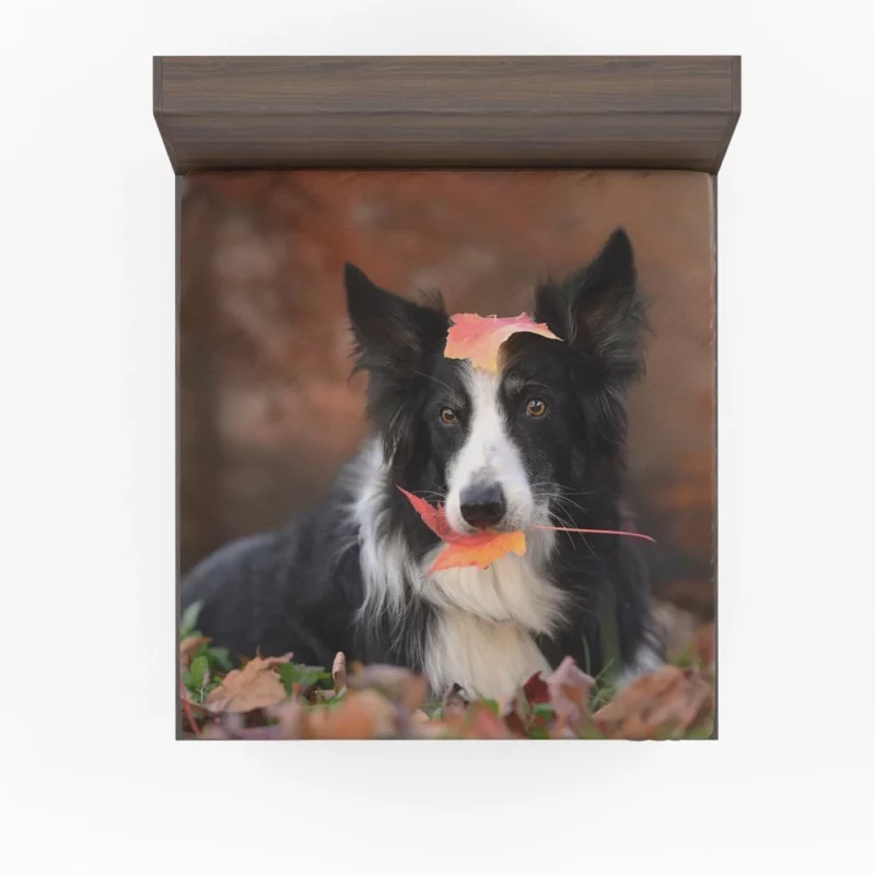 Border Collie Amidst Autumn Leaves Fitted Sheet 1