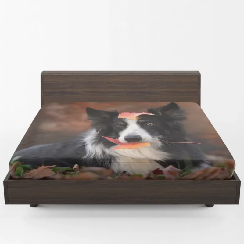 Border Collie Amidst Autumn Leaves Fitted Sheet