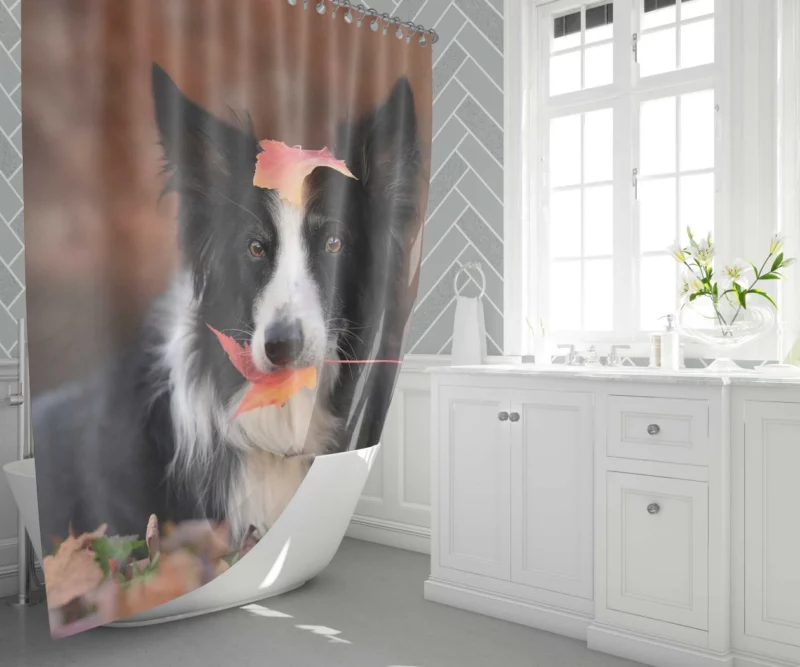 Border Collie Amidst Autumn Leaves Shower Curtain 1