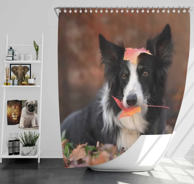 Border Collie Amidst Autumn Leaves Shower Curtain