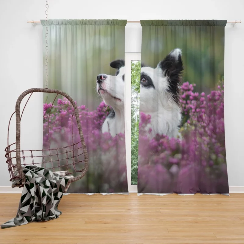 Border Collie Amidst Blooms Playful Energy Curtain