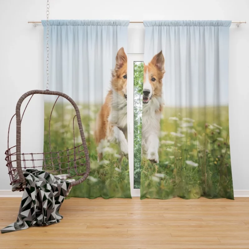 Border Collie Amidst Field Energetic Charm Curtain