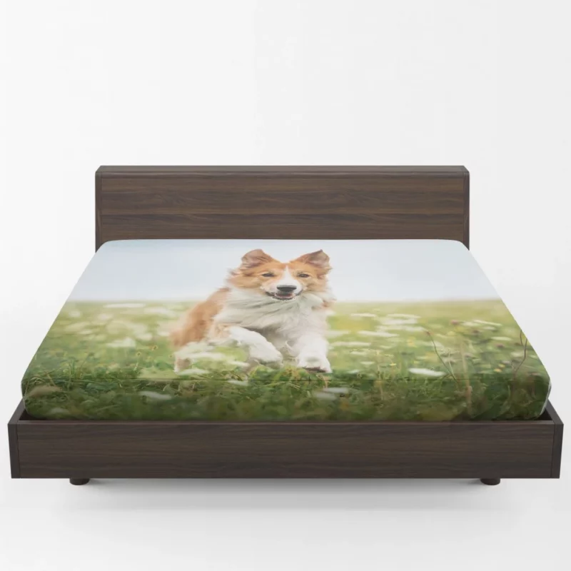 Border Collie Amidst Field Energetic Charm Fitted Sheet