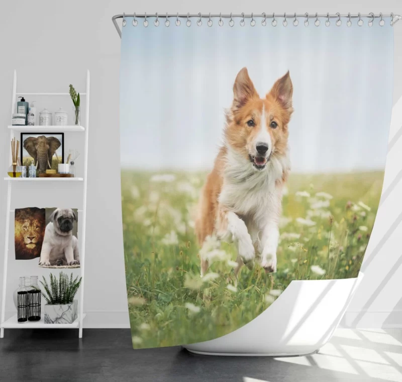 Border Collie Amidst Field Energetic Charm Shower Curtain