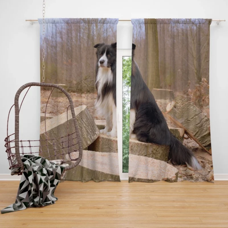 Border Collie Amidst Firewood Curtain