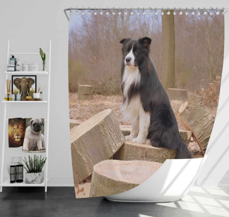 Border Collie Amidst Firewood Shower Curtain