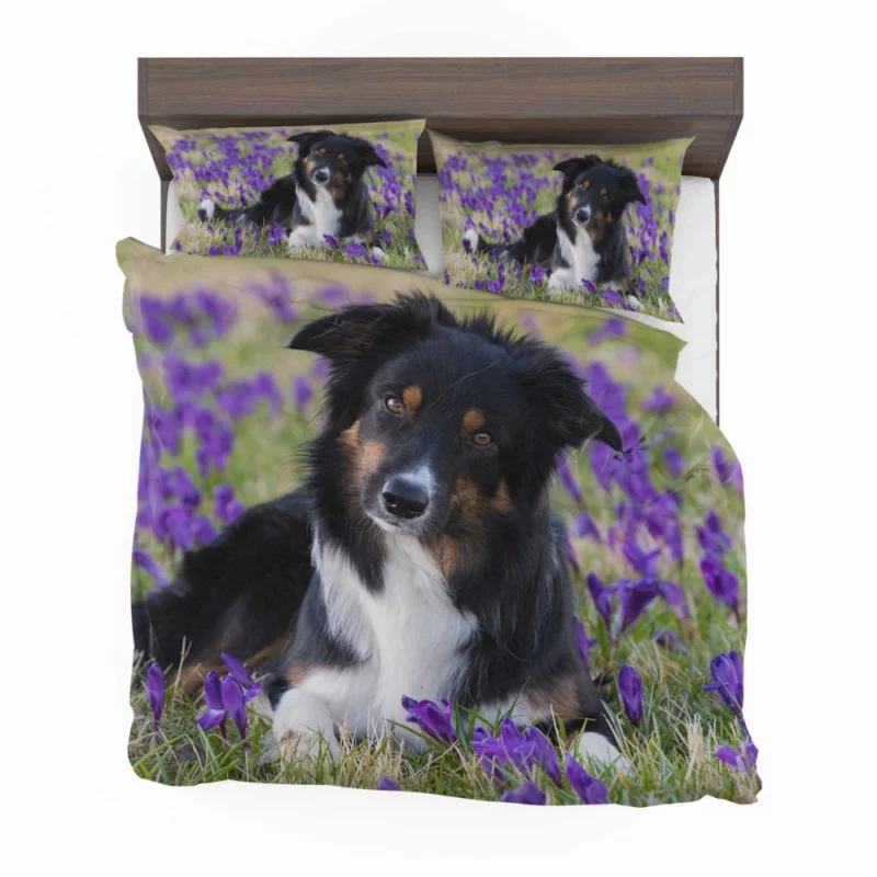 Border Collie Amidst Purple Crocus Bedding Set 1