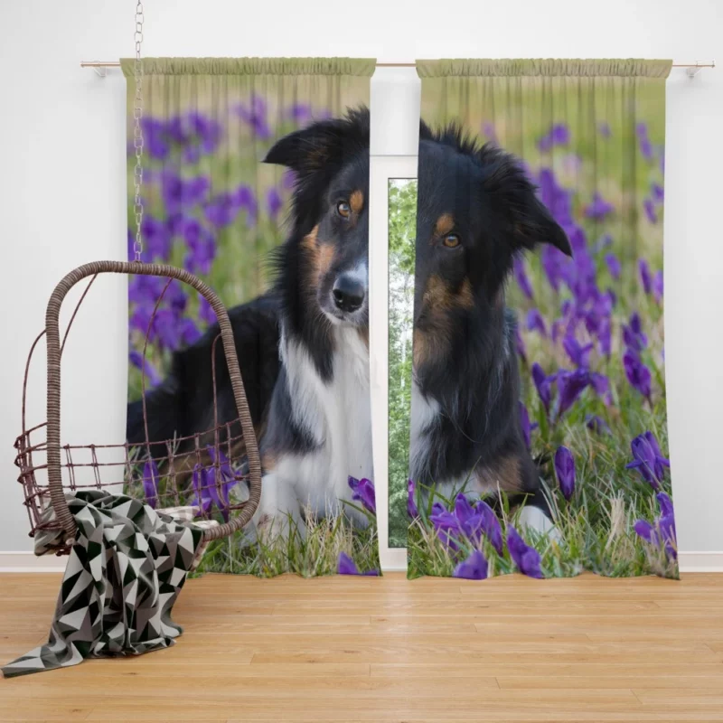 Border Collie Amidst Purple Crocus Curtain