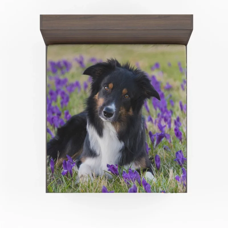 Border Collie Amidst Purple Crocus Fitted Sheet 1