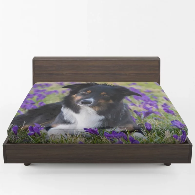 Border Collie Amidst Purple Crocus Fitted Sheet