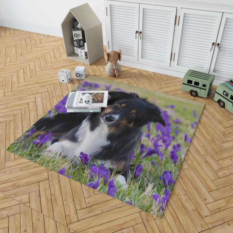 Border Collie Amidst Purple Crocus Rug 1