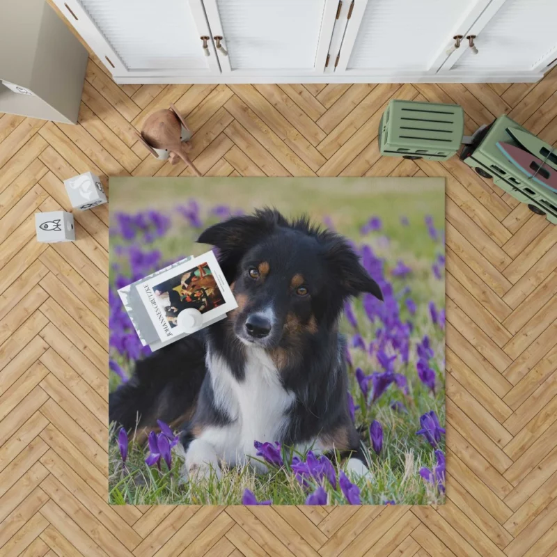 Border Collie Amidst Purple Crocus Rug