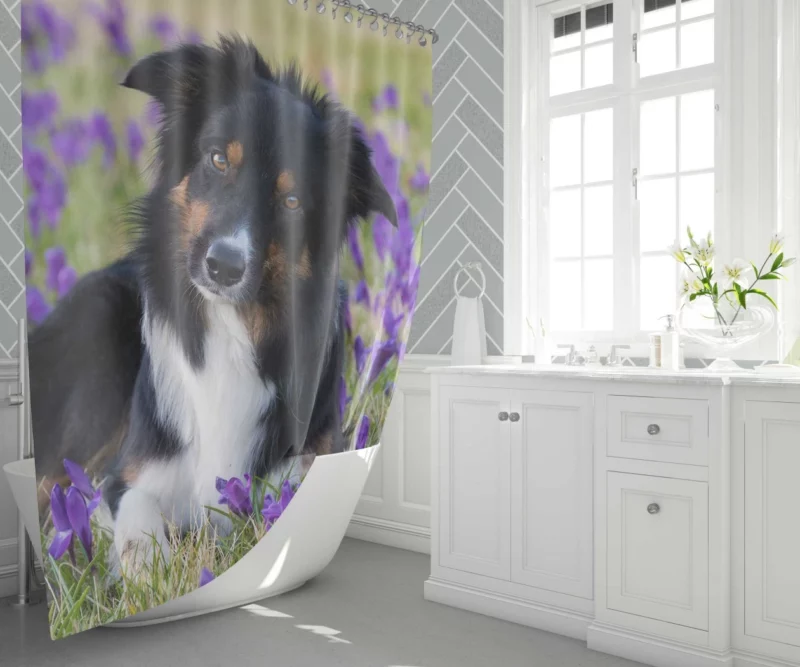 Border Collie Amidst Purple Crocus Shower Curtain 1